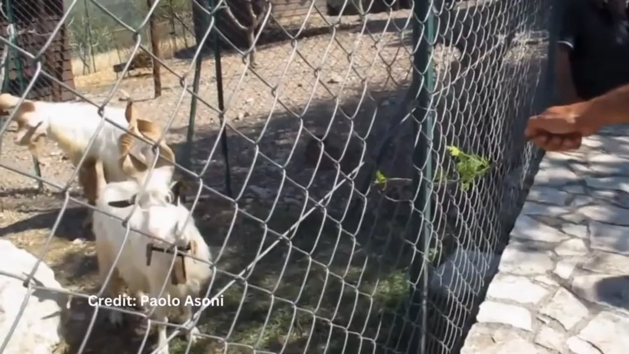 Girgentana goat showing long spiral horns