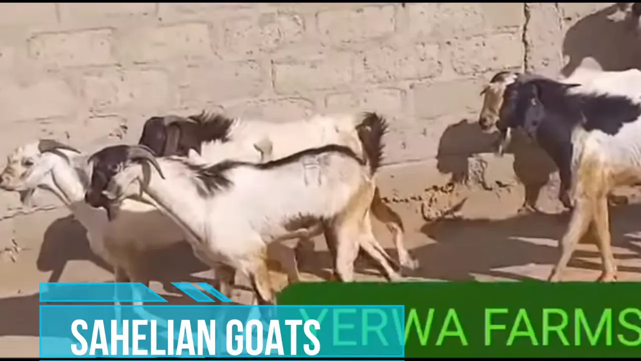 Sahelian goat grazing in semi-arid landscape