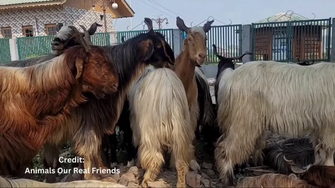 Khaghani goat standing on rocky high altitude terrain