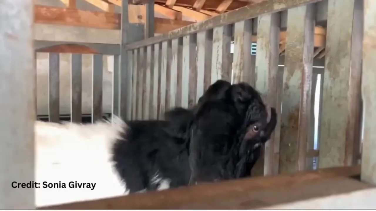 Close-up of a Damascus goat head with distinctive Roman nose