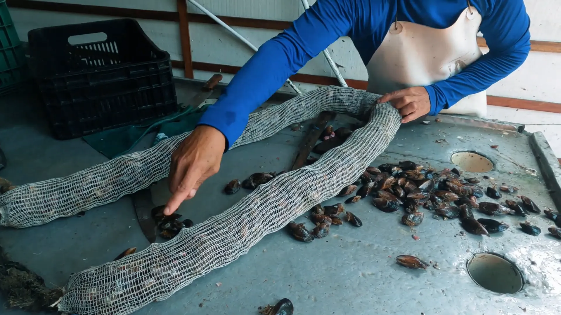 Fazenda de Mariscos na Ilha da Cocanha: Uma Experiência Única em Caraguatatuba 5 Espaçamento dos mexilhões Ilha da Cocanha