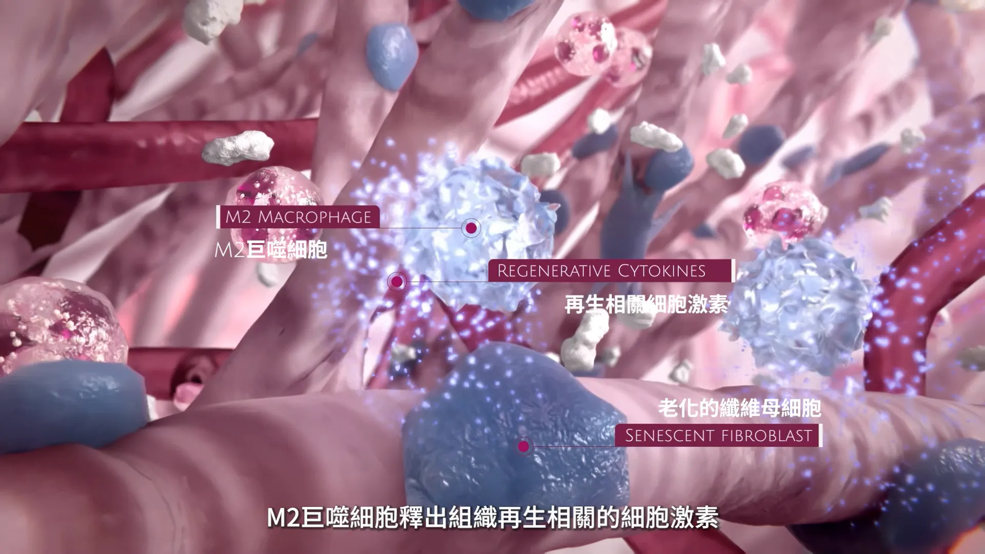 舒顏萃的作用機制