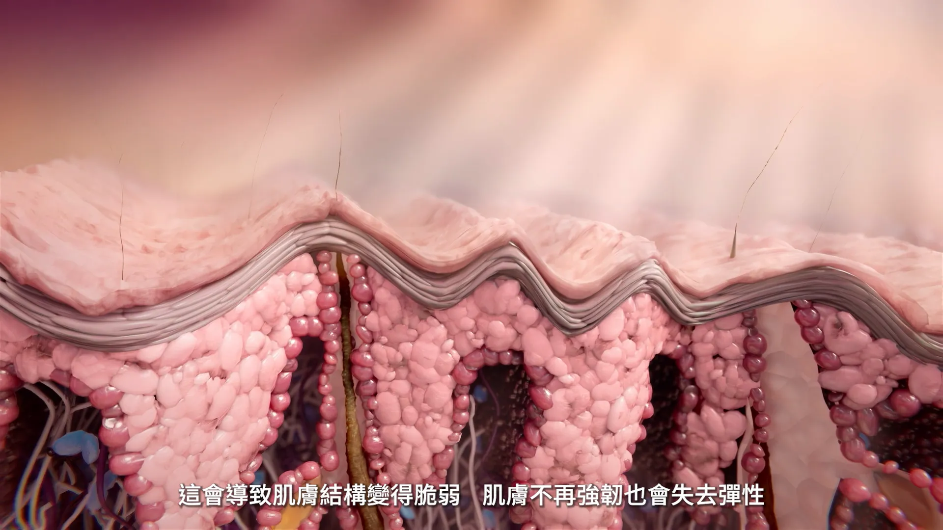 皮膚老化的影響