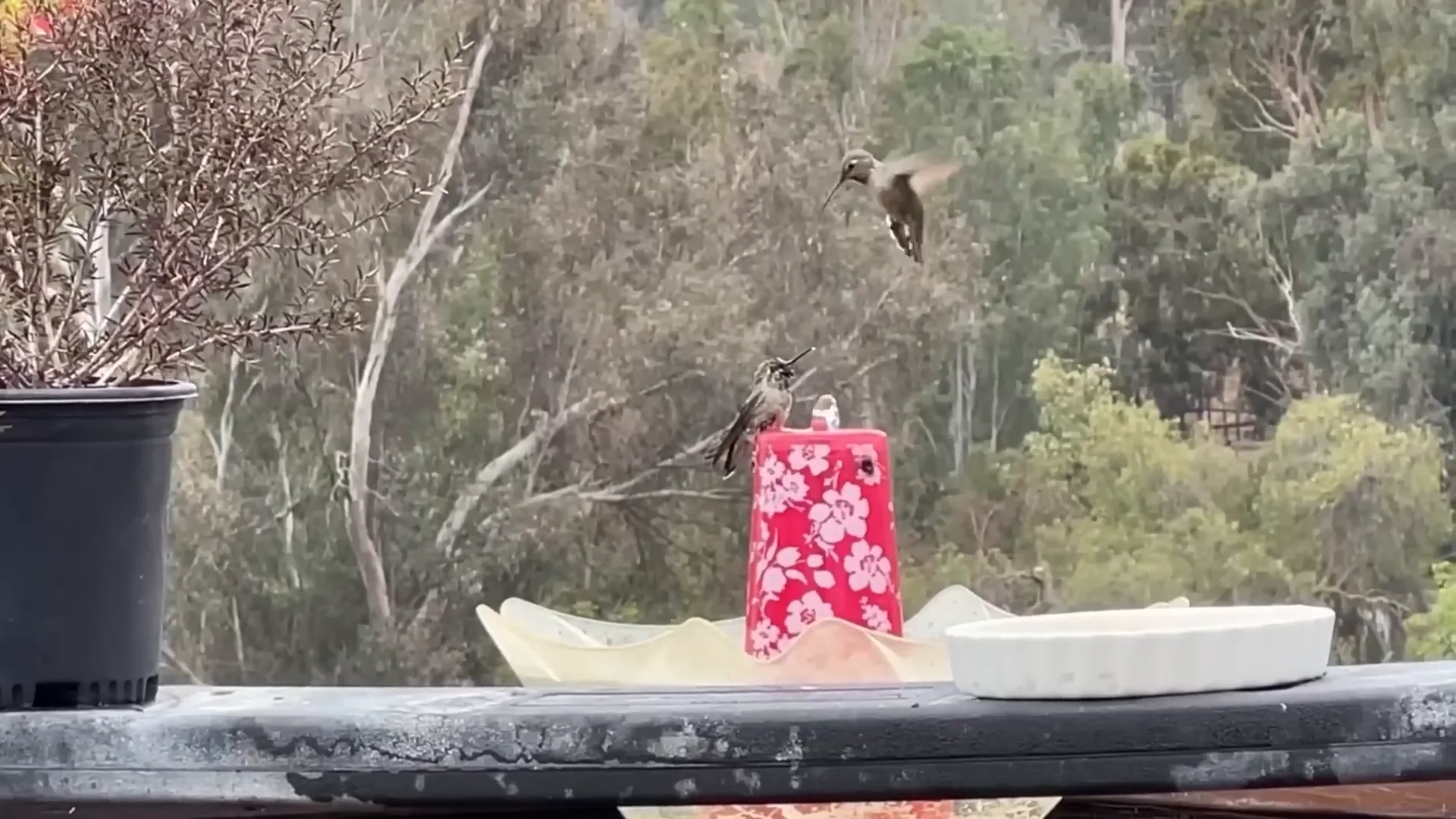 Hummingbird feeder setup