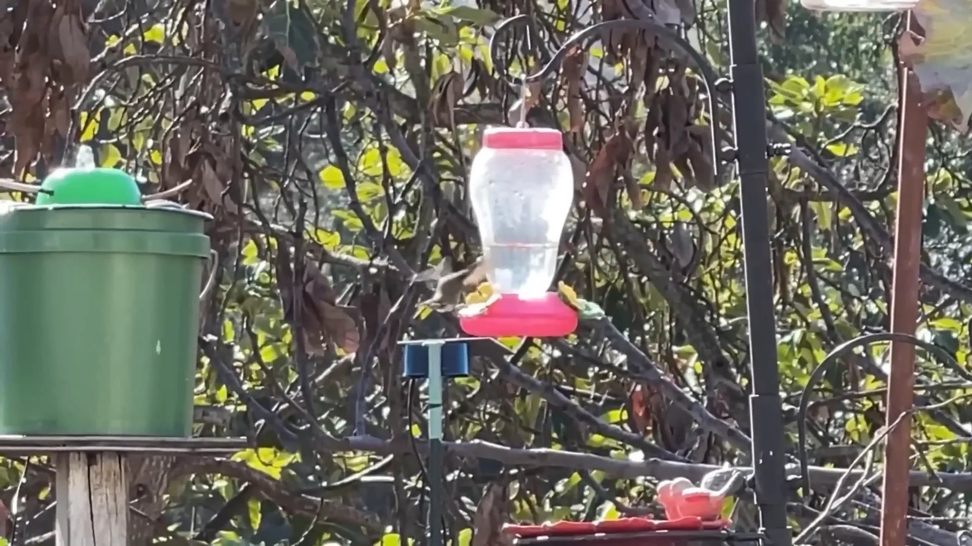 Feeding Hummingbirds at the feeder