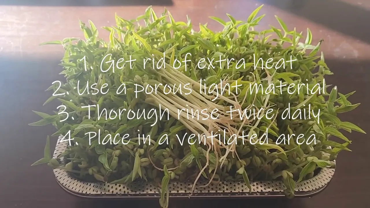 Bean sprouts in a tray with instructions overlay about ventilation, rinsing, and extra heat