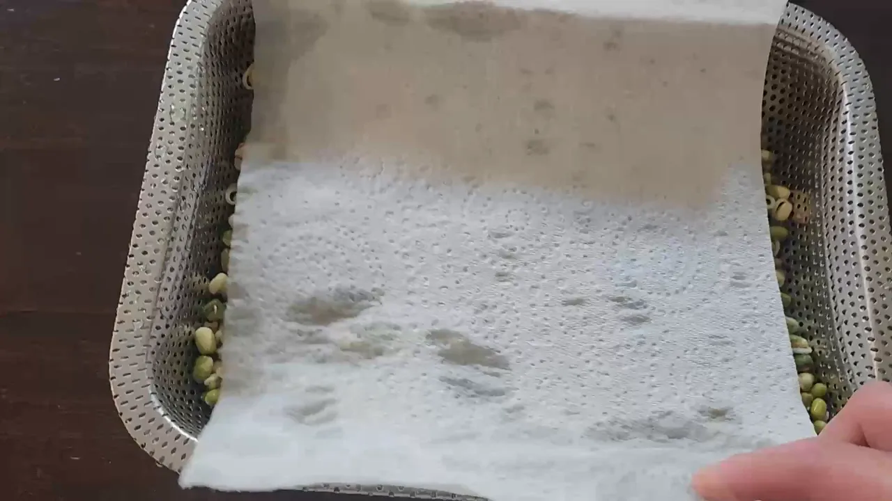 Thick damp paper towel covering a sprouting tray inside a colander