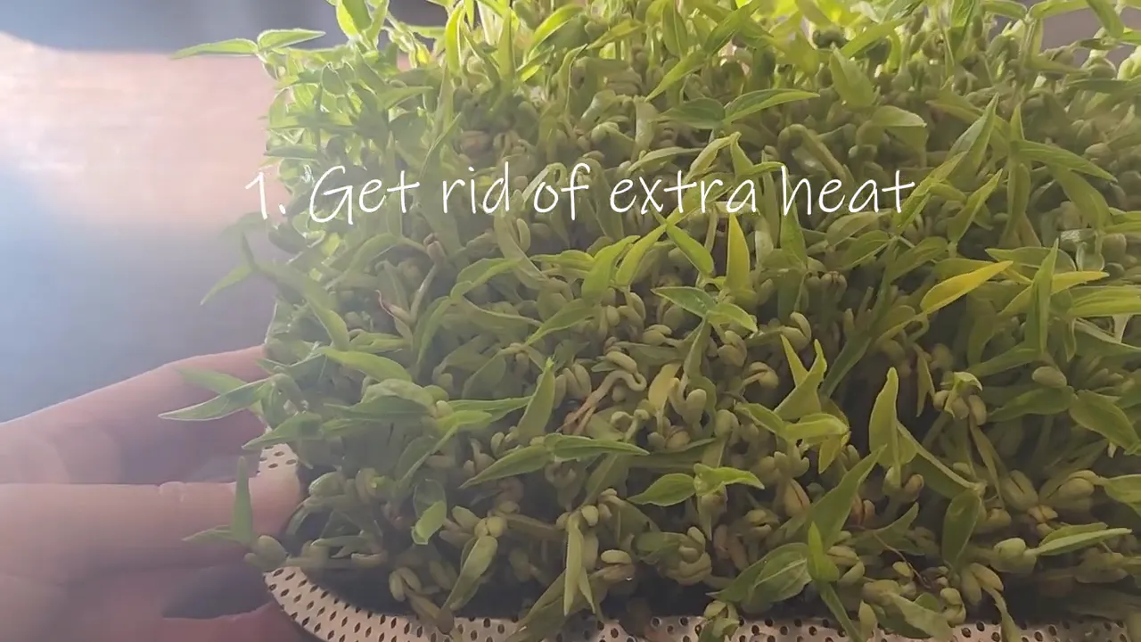 Bean sprouts in a tray with dense shoots and visible growth