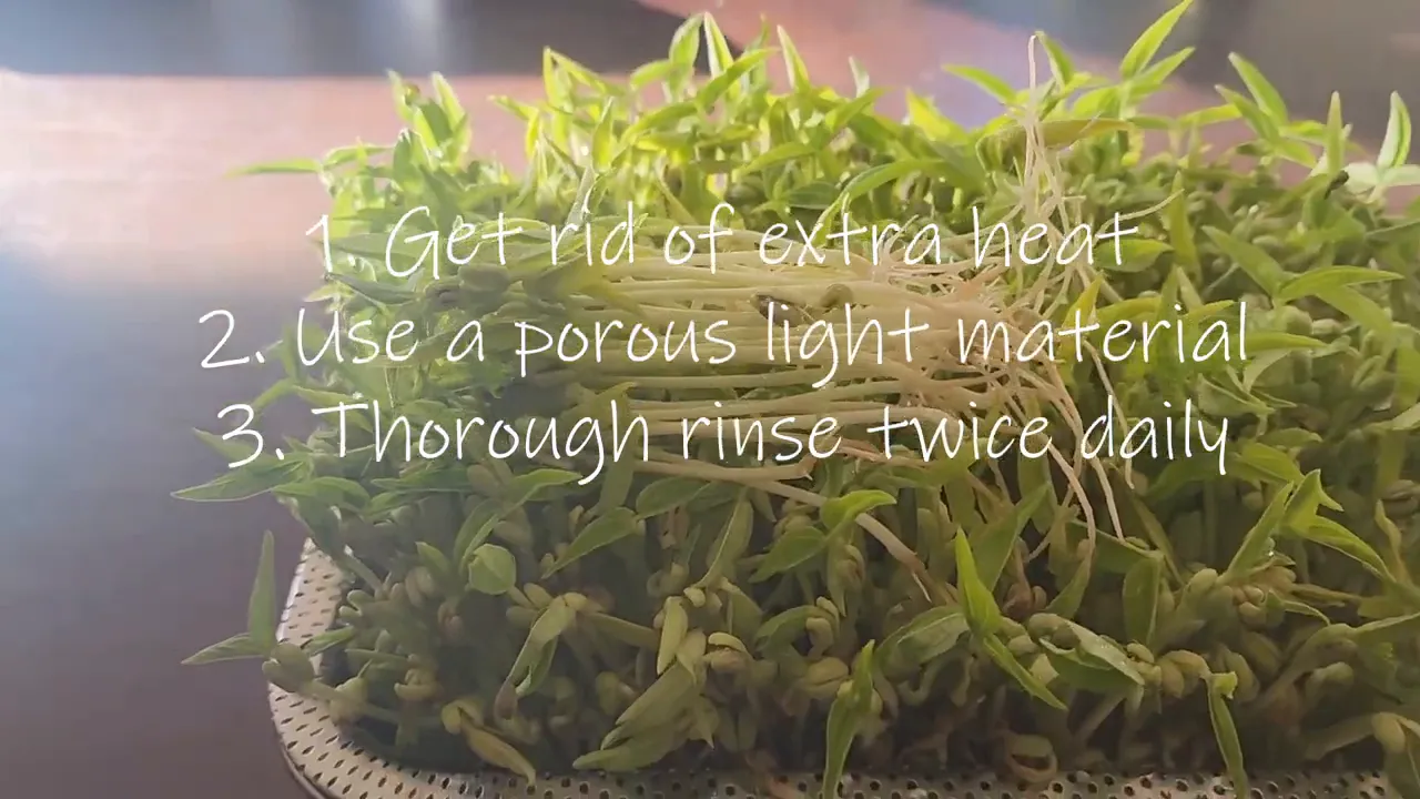 Mung bean sprouts in a basket with clear, healthy shoots