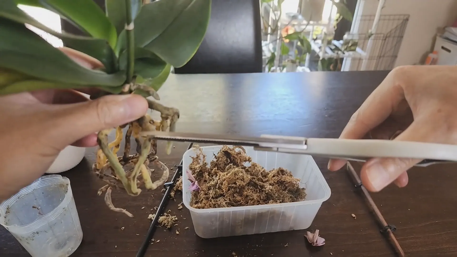 Sanitizing scissors and trimming orchid roots
