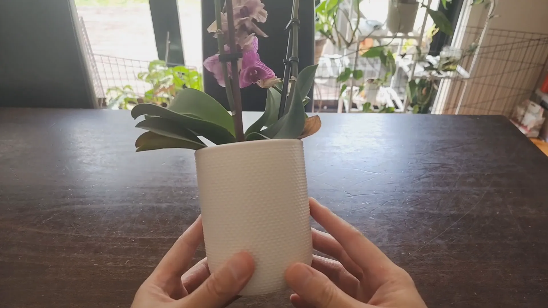 Orchid in a non-draining ceramic pot
