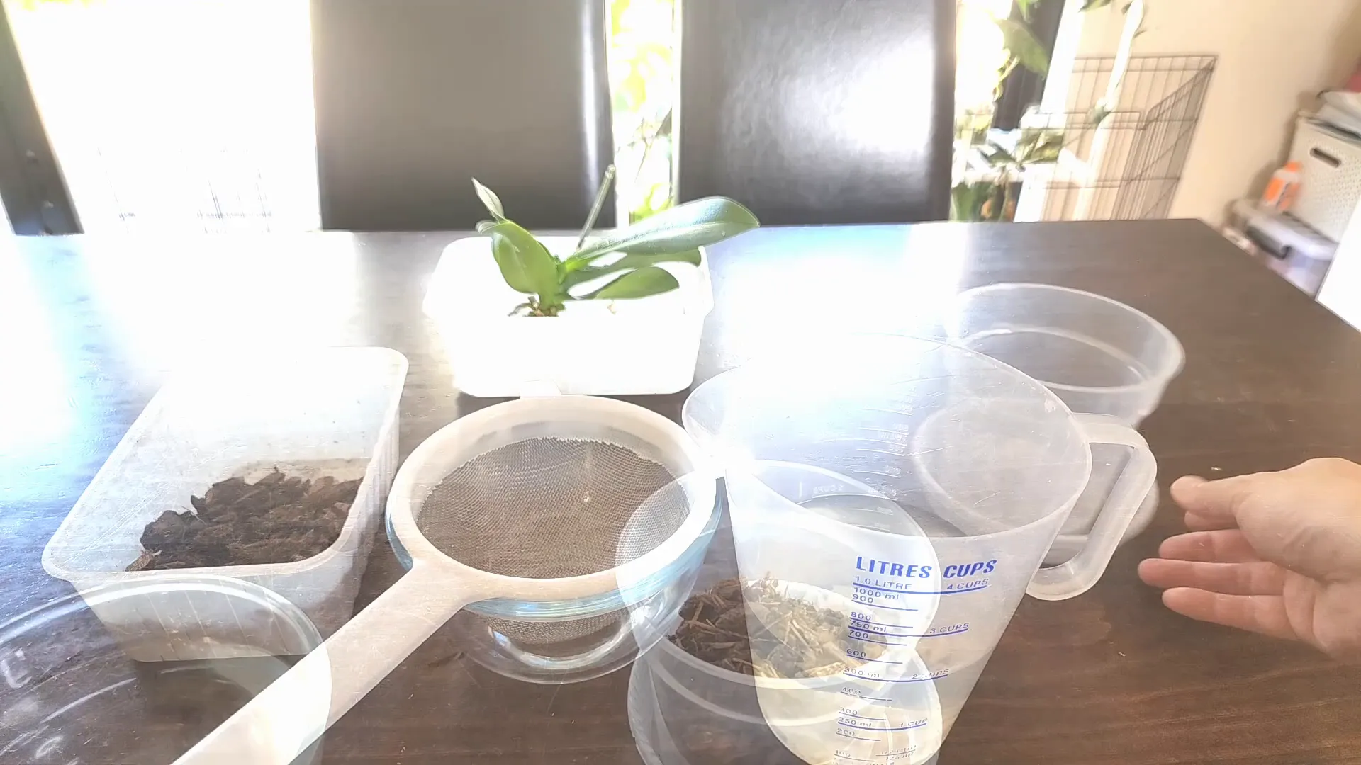 Repotting orchid with orchid bark mix