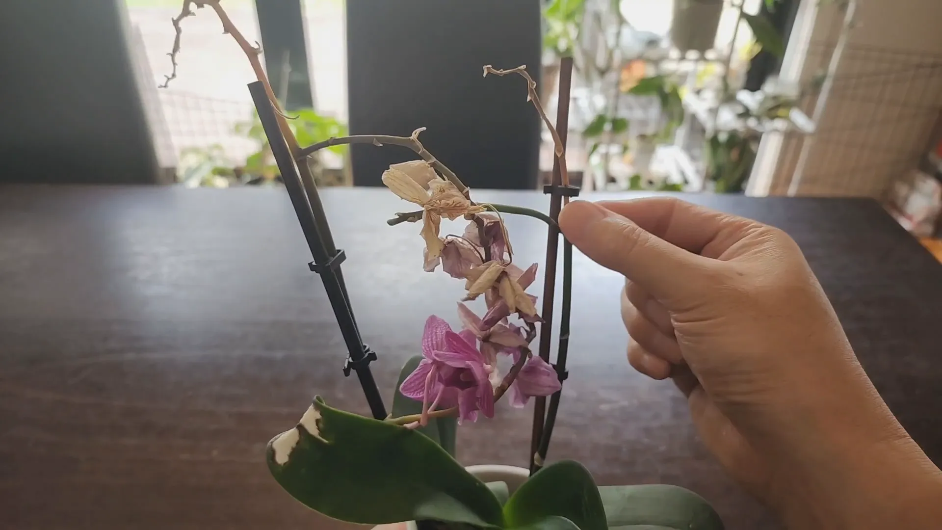 Dried flowers and wilting flower stems on orchid