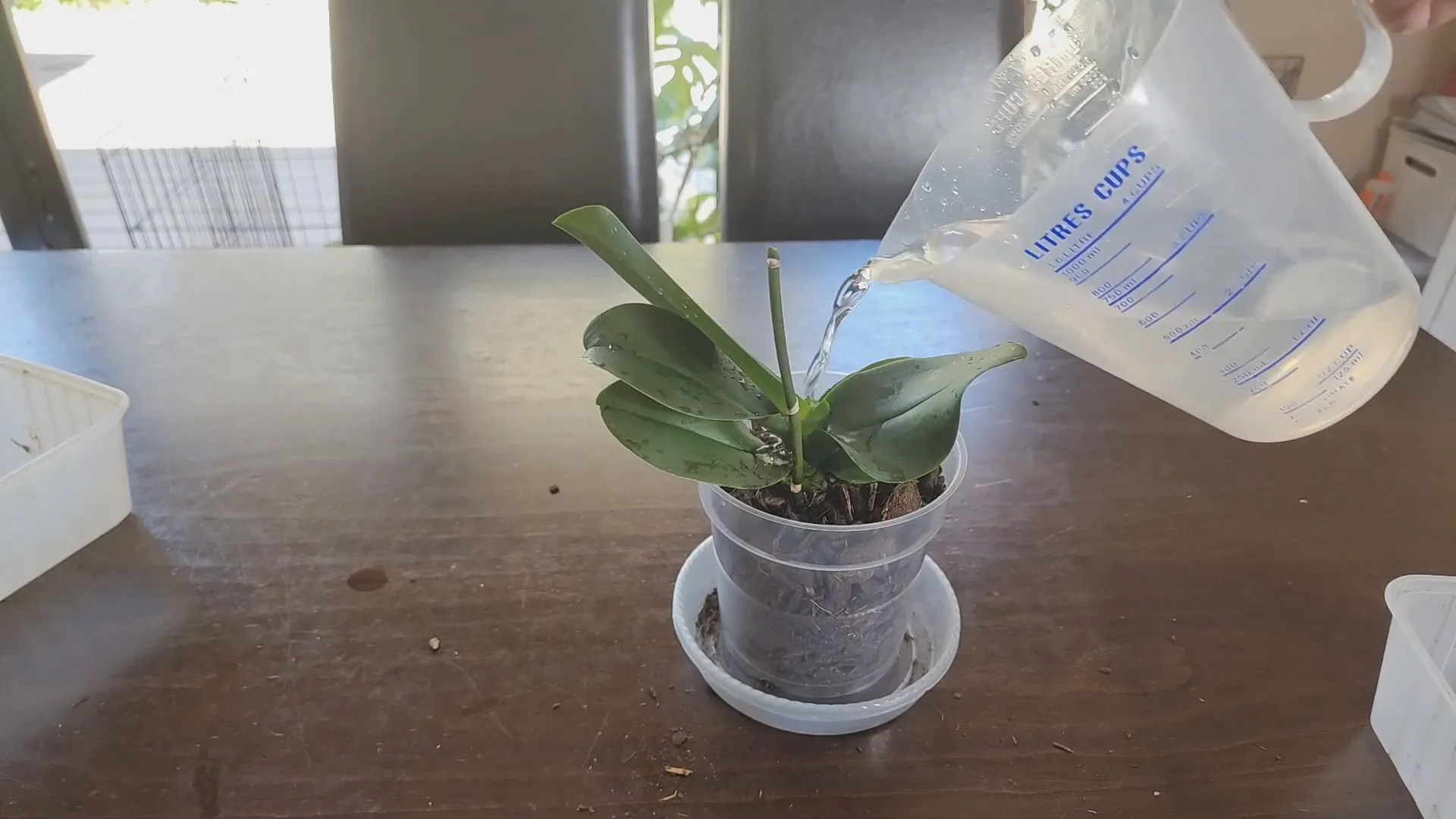 Watering orchid with garlic tonic