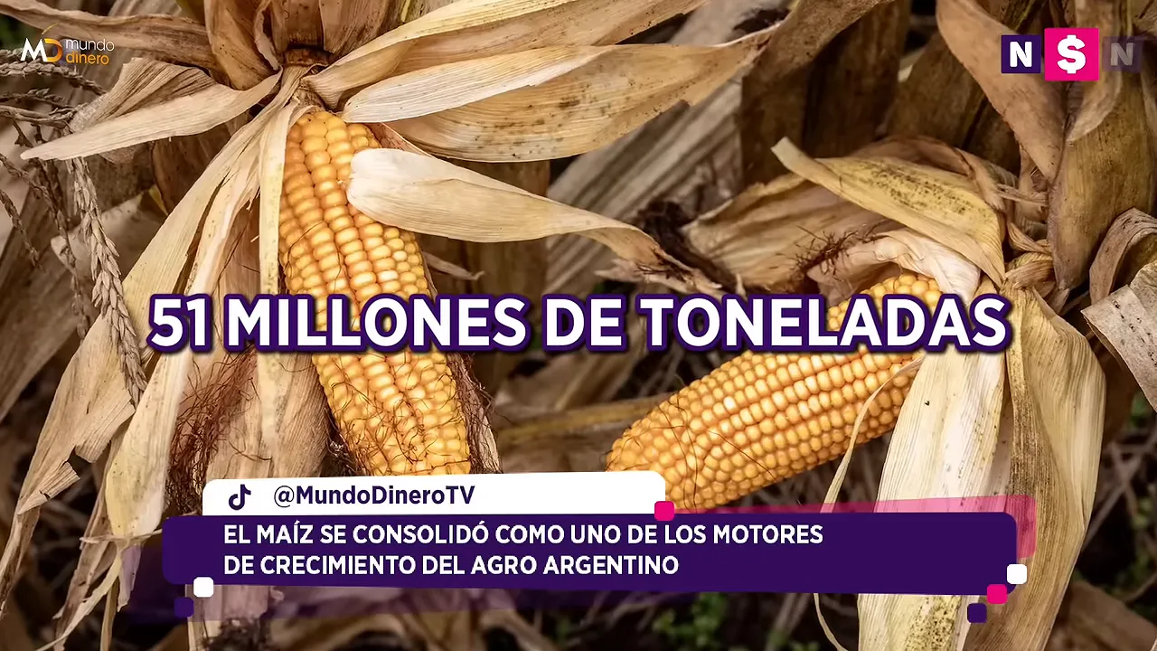 Mazorcas de ma�z secas con el texto 51 millones de toneladas