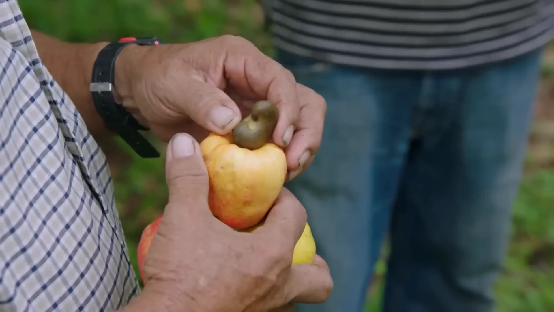 Harvesting Spanish lime fruit in the Nicoya Peninsula