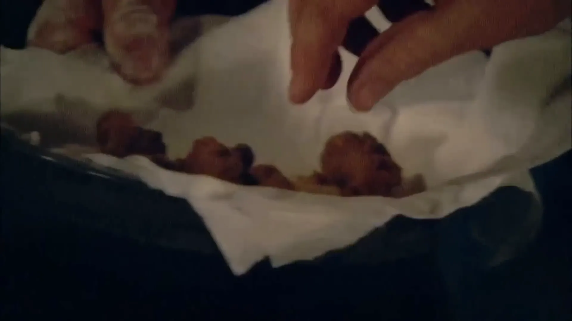Golden crispy Rocky Mountain oysters ready to eat