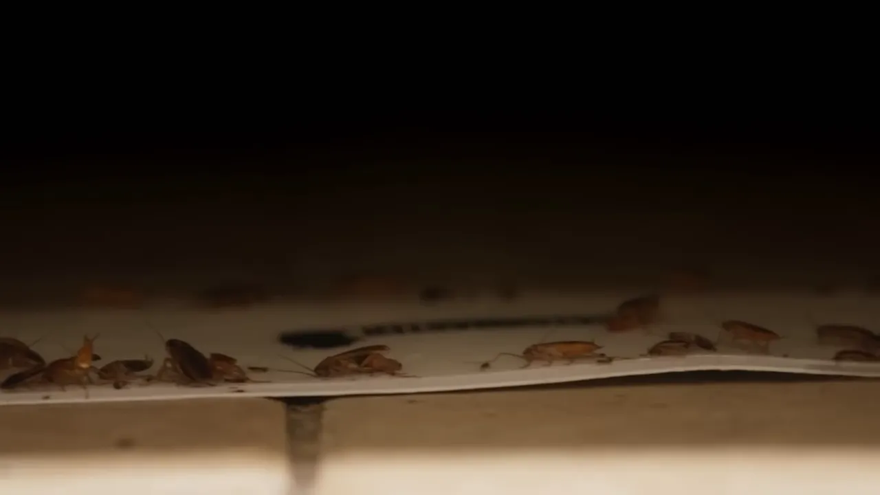 Inspection reveals pests and contamination in storage areas