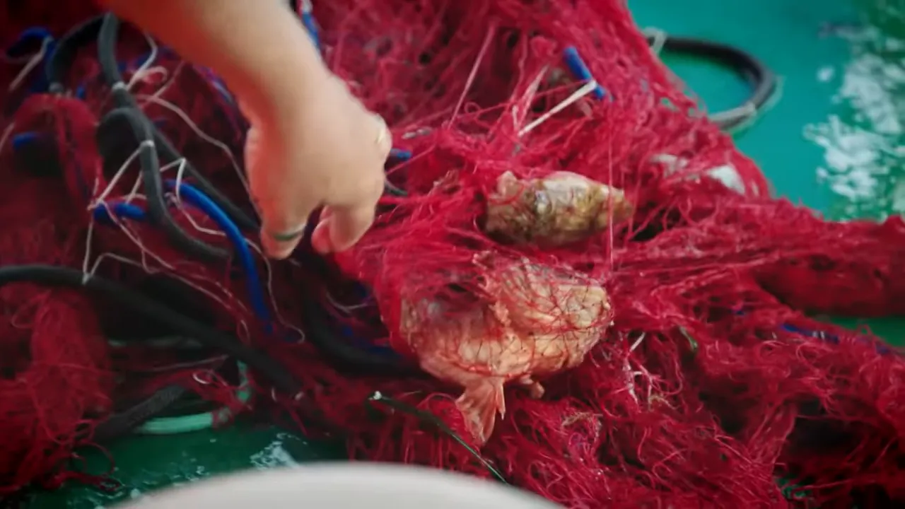 Fishermen pulling nets with red mullet and cuttlefish