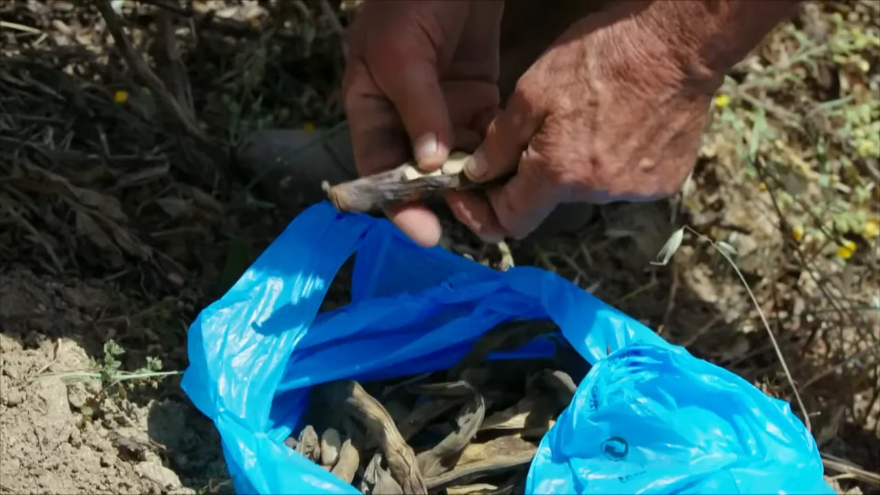 Shepherd shearing sheep in Salinas