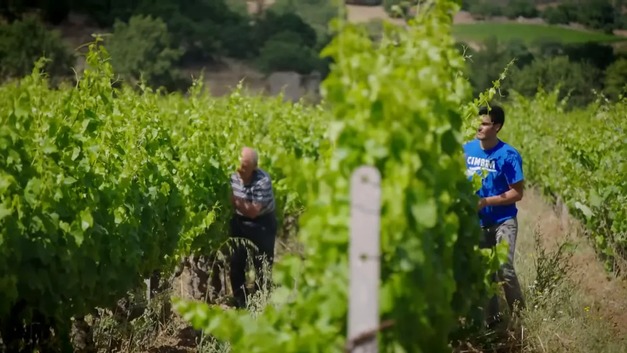 Organic vineyard with dark cannoneau grapes