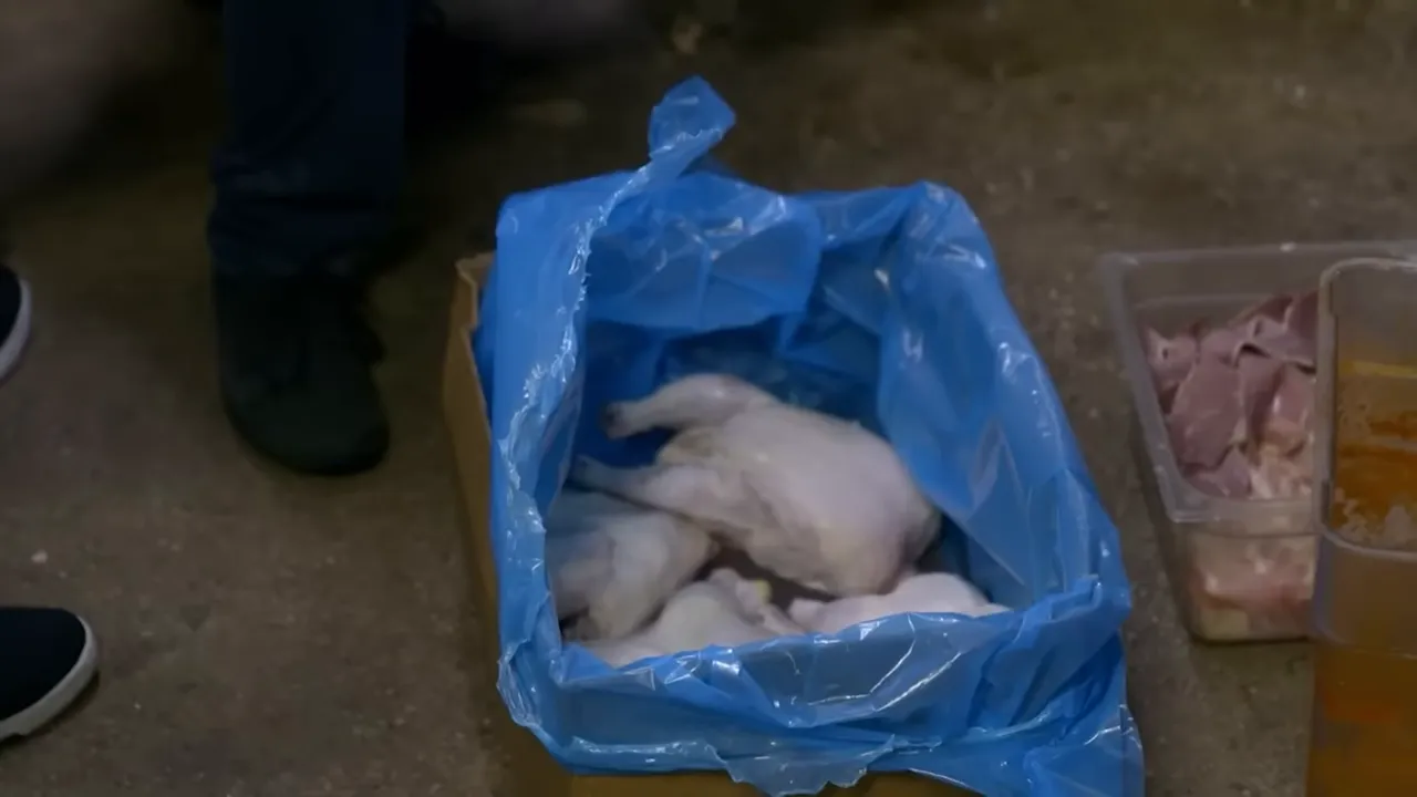 Raw whole chickens packed in a cardboard box lined with blue plastic beside food containers