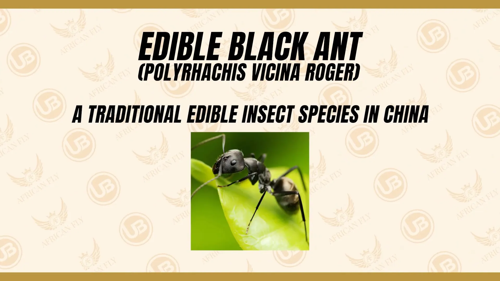 Black ants captured near ginger roots