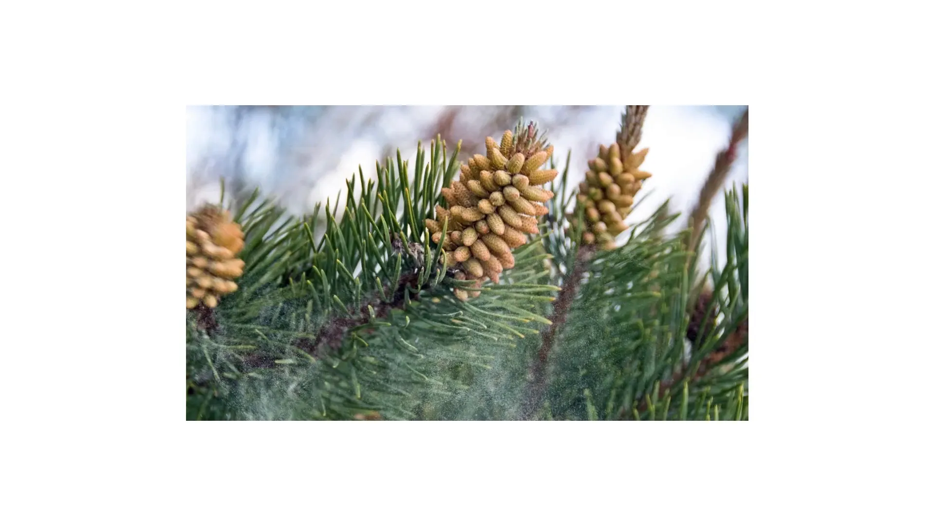 Pine pollen grains from pine cones