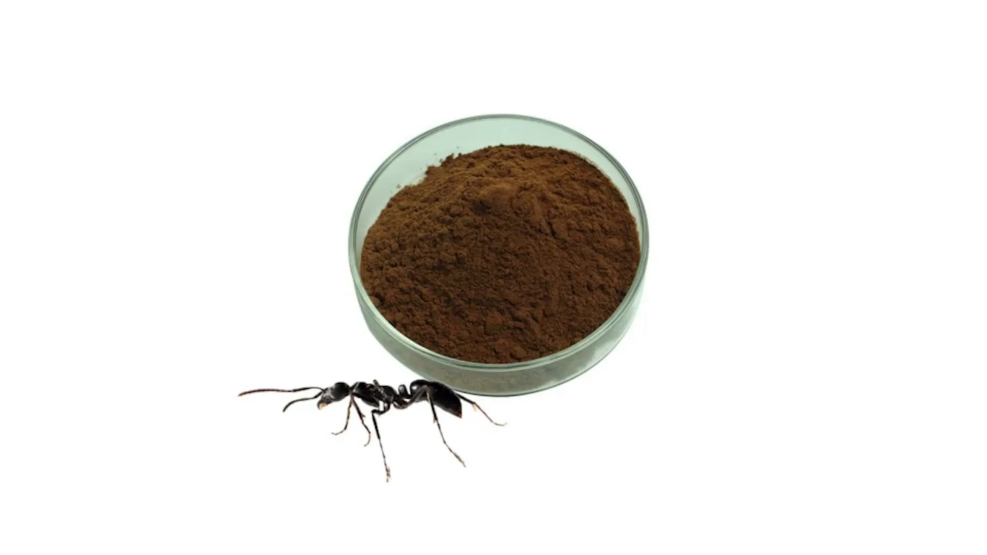 Black ant powder in aluminum foil packaging