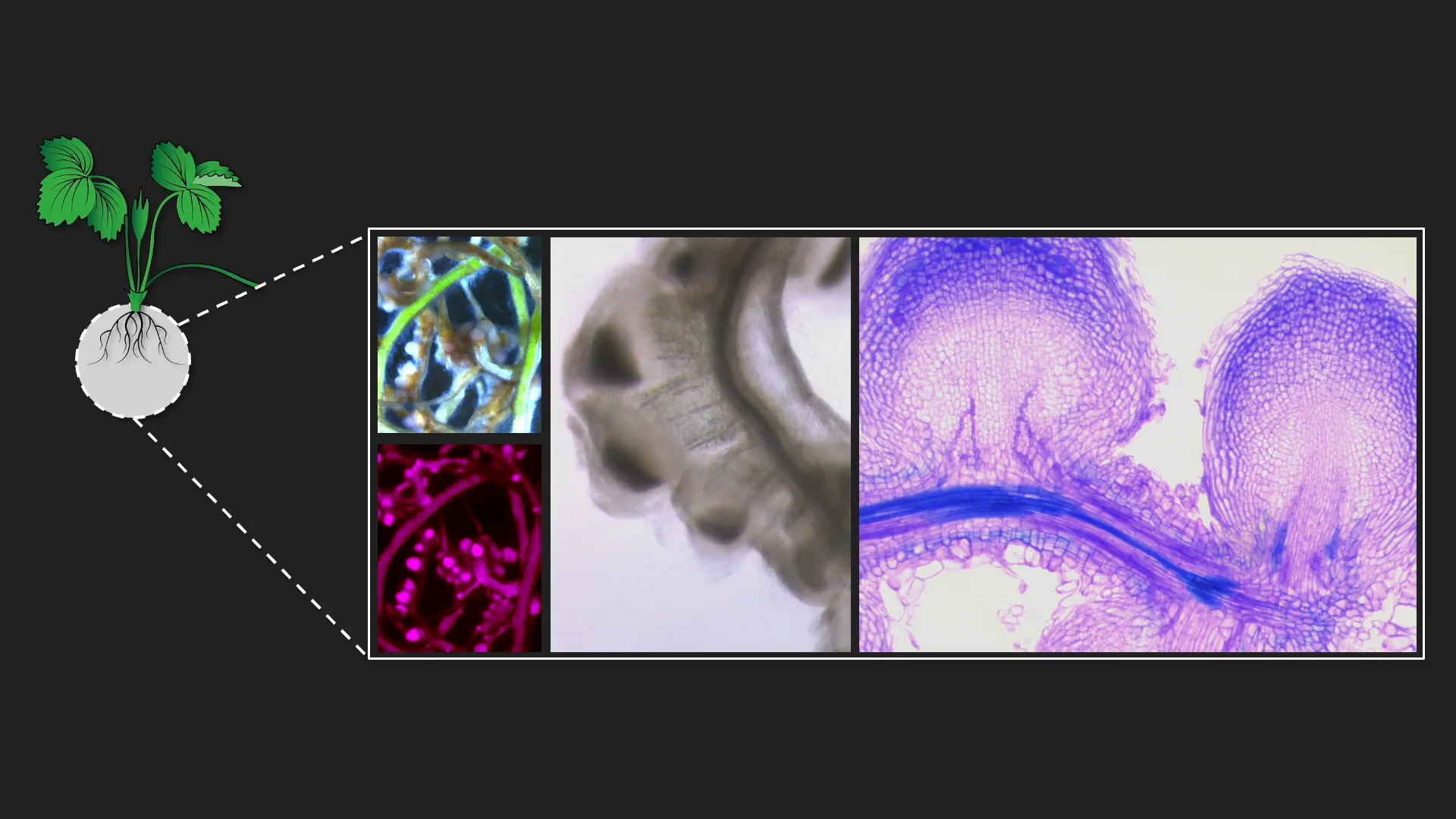 Genetic engineering process overview