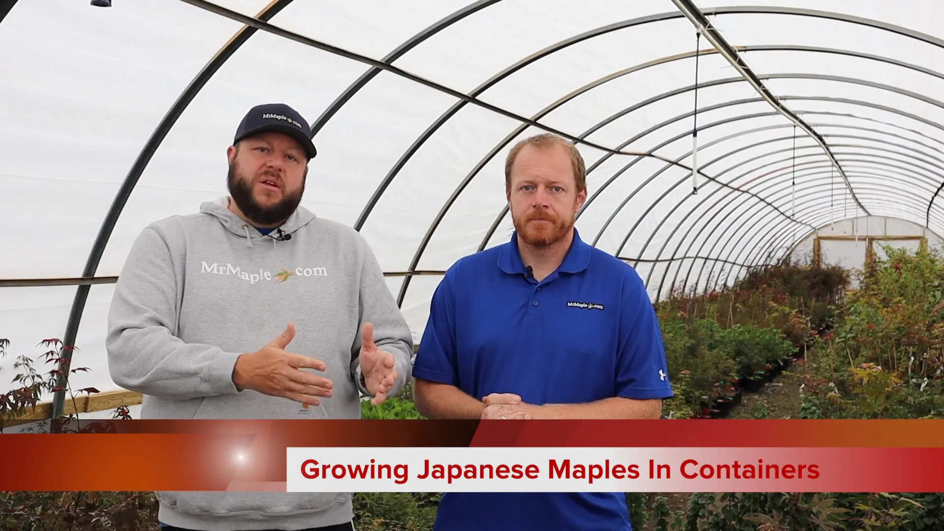 Repotting Japanese Maples