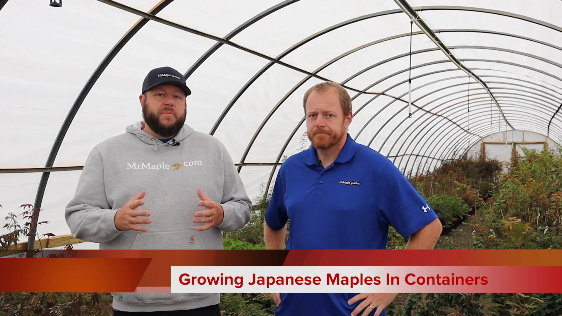 Companion Plants for Japanese Maples