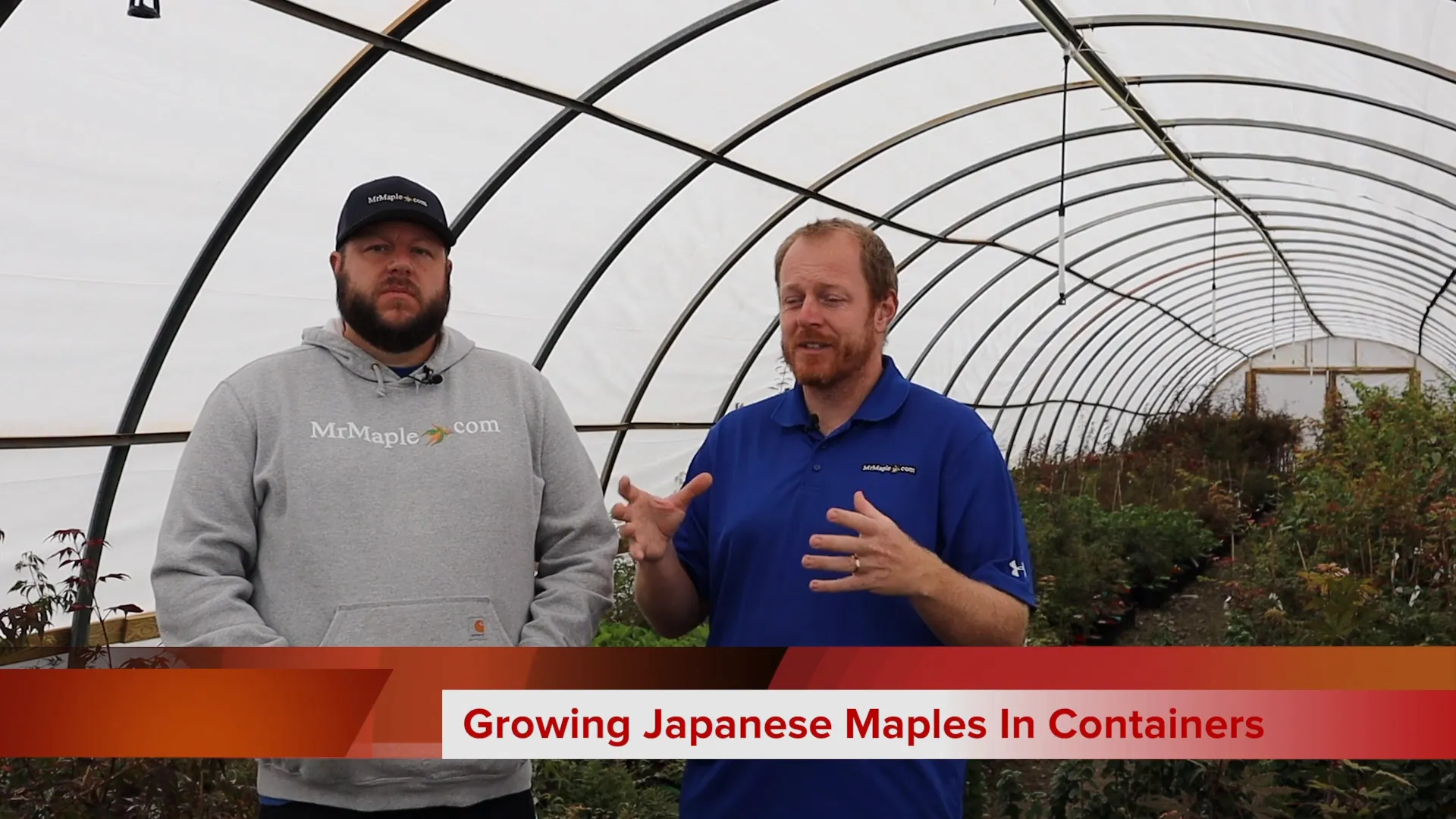 Healthy Japanese Maple in Container