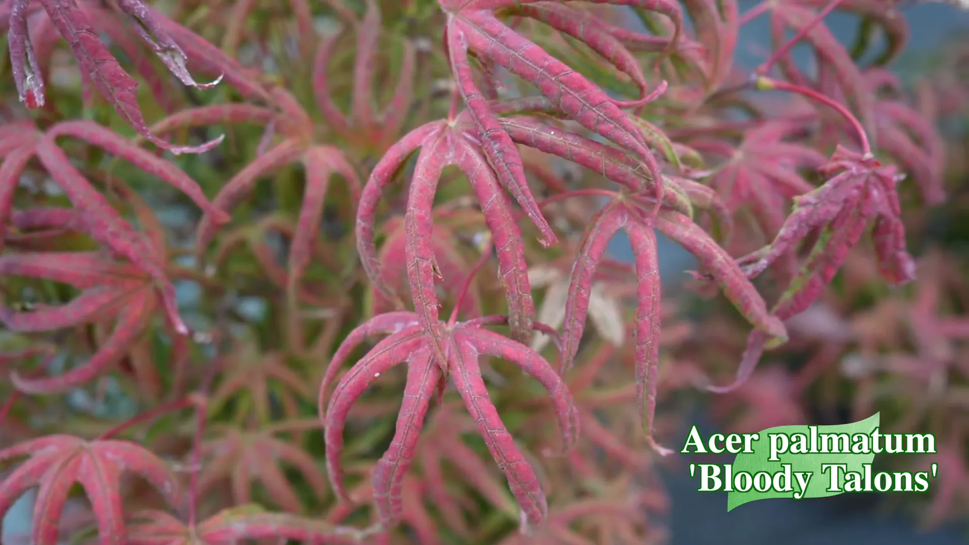 The unique appearance of Acer palmatum 'Bloody Talons'