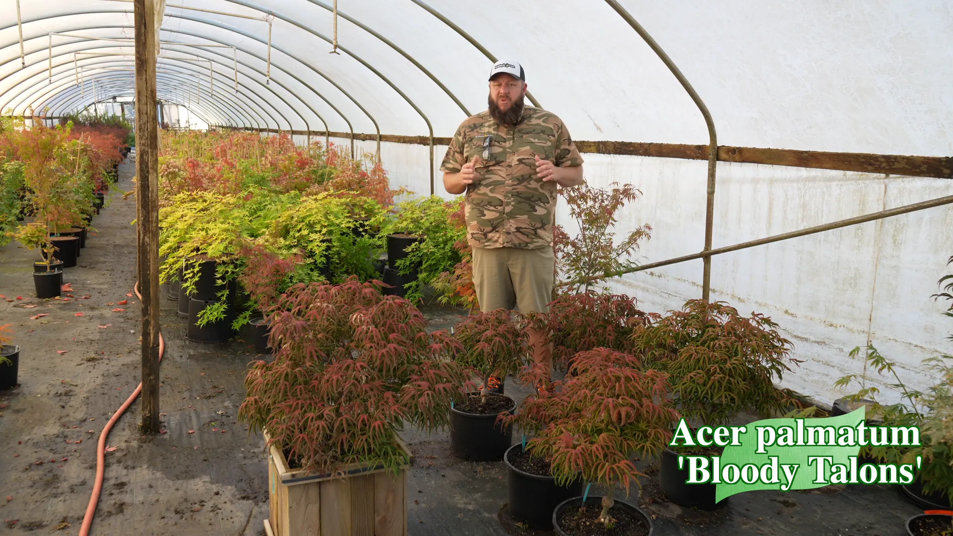 Fall colors of Acer palmatum 'Bloody Talons'