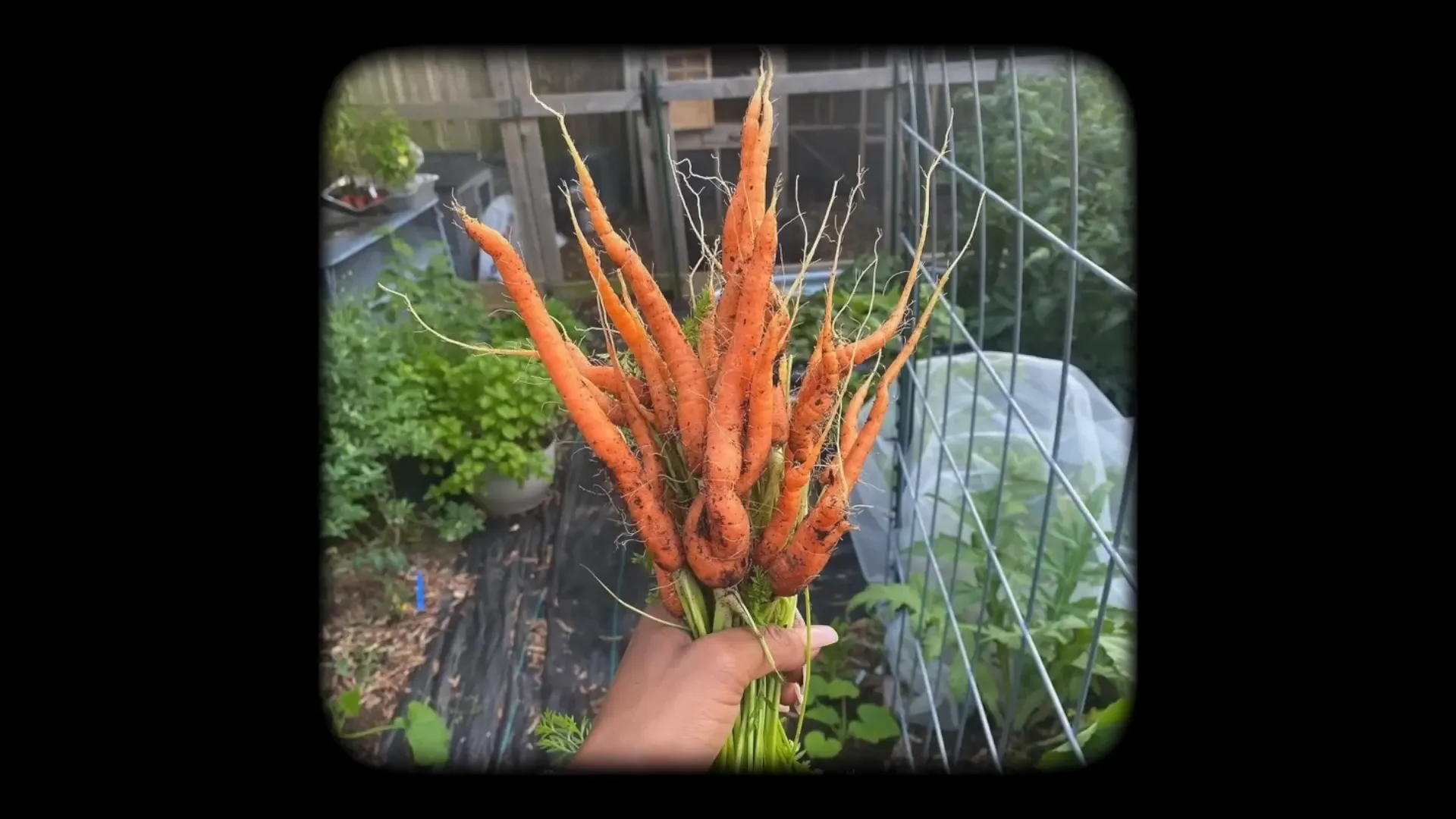 Beginning of gardening journey