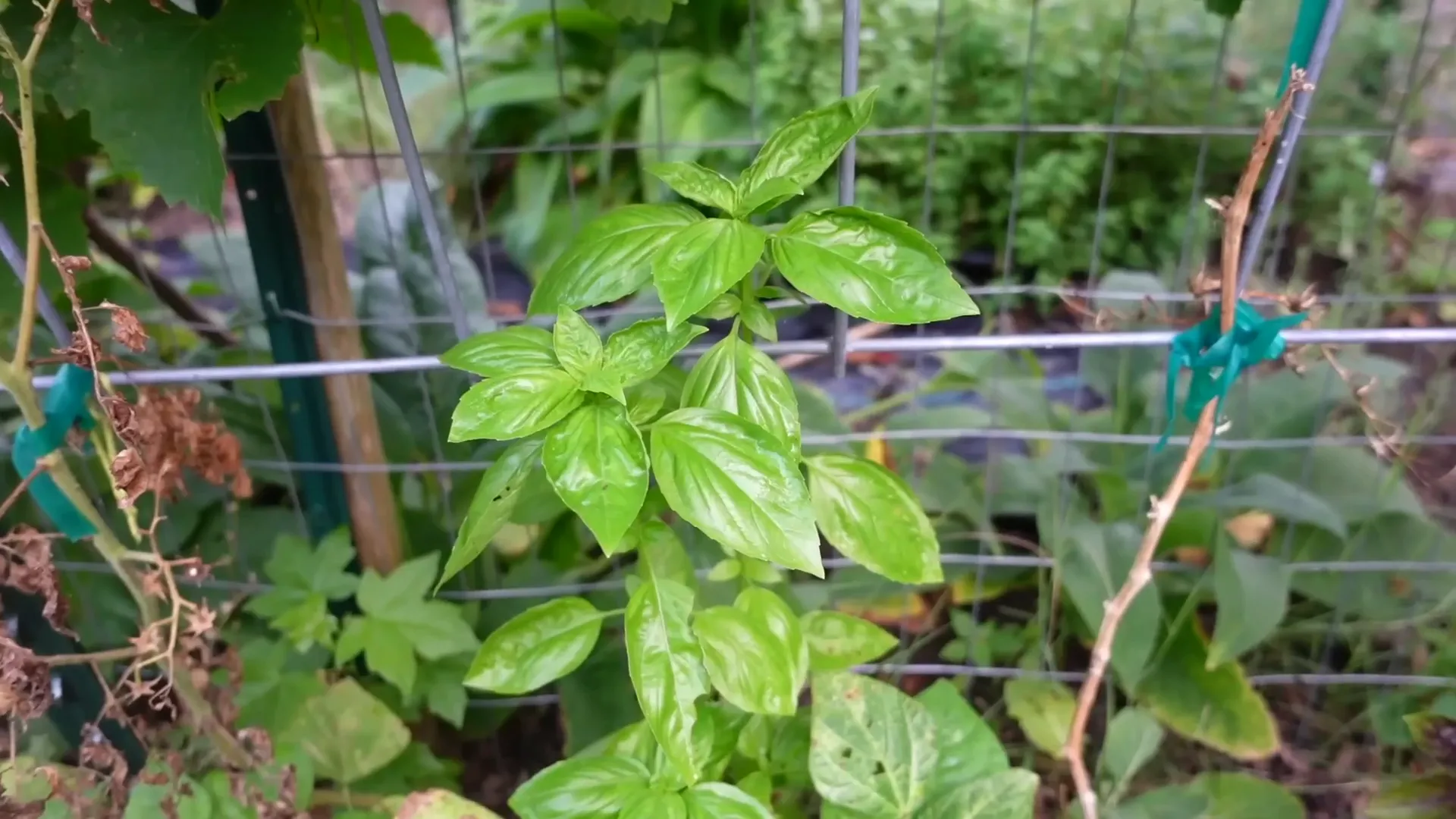 Medicinal herbs in the garden