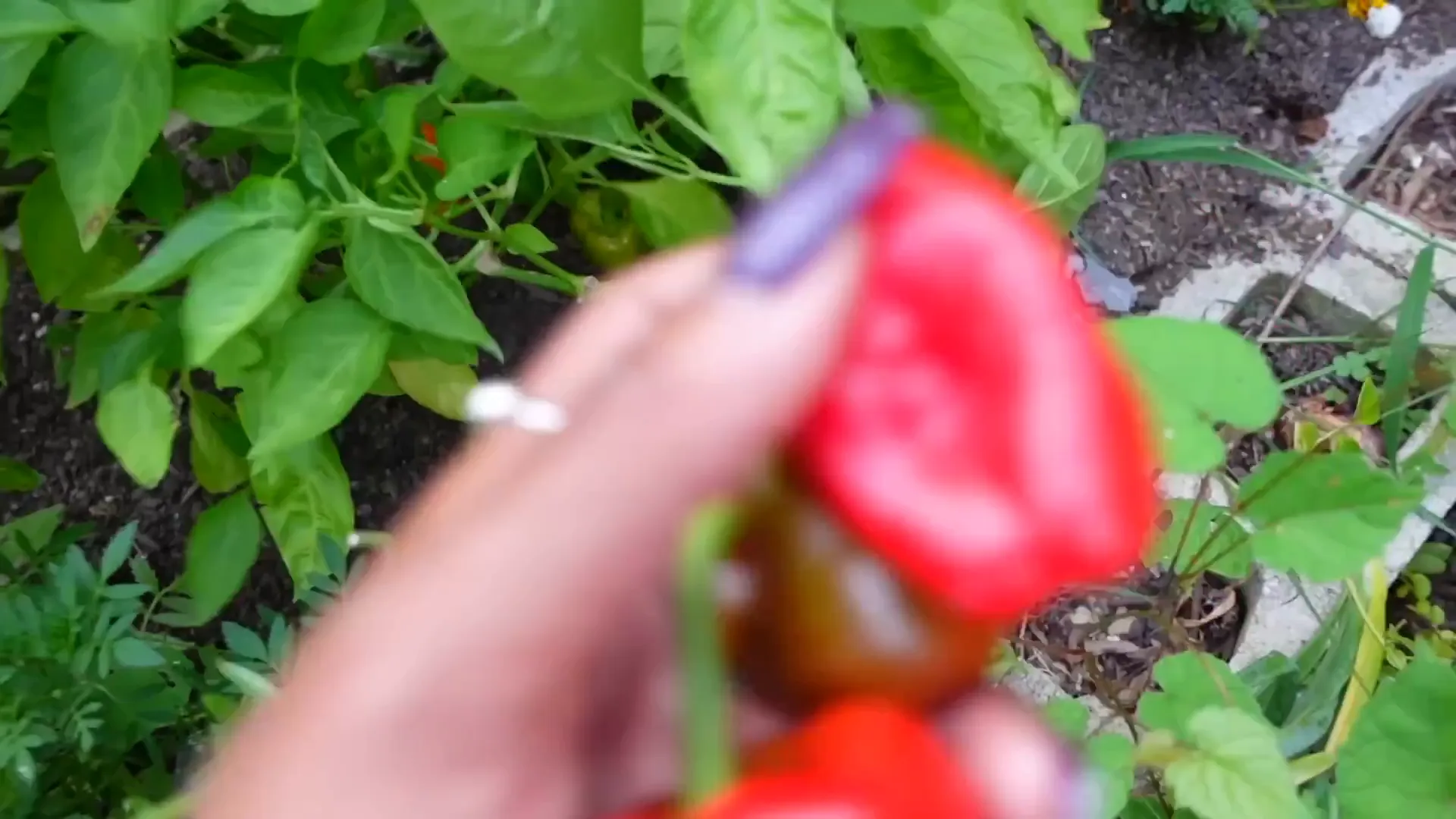 Bountiful harvest from the garden