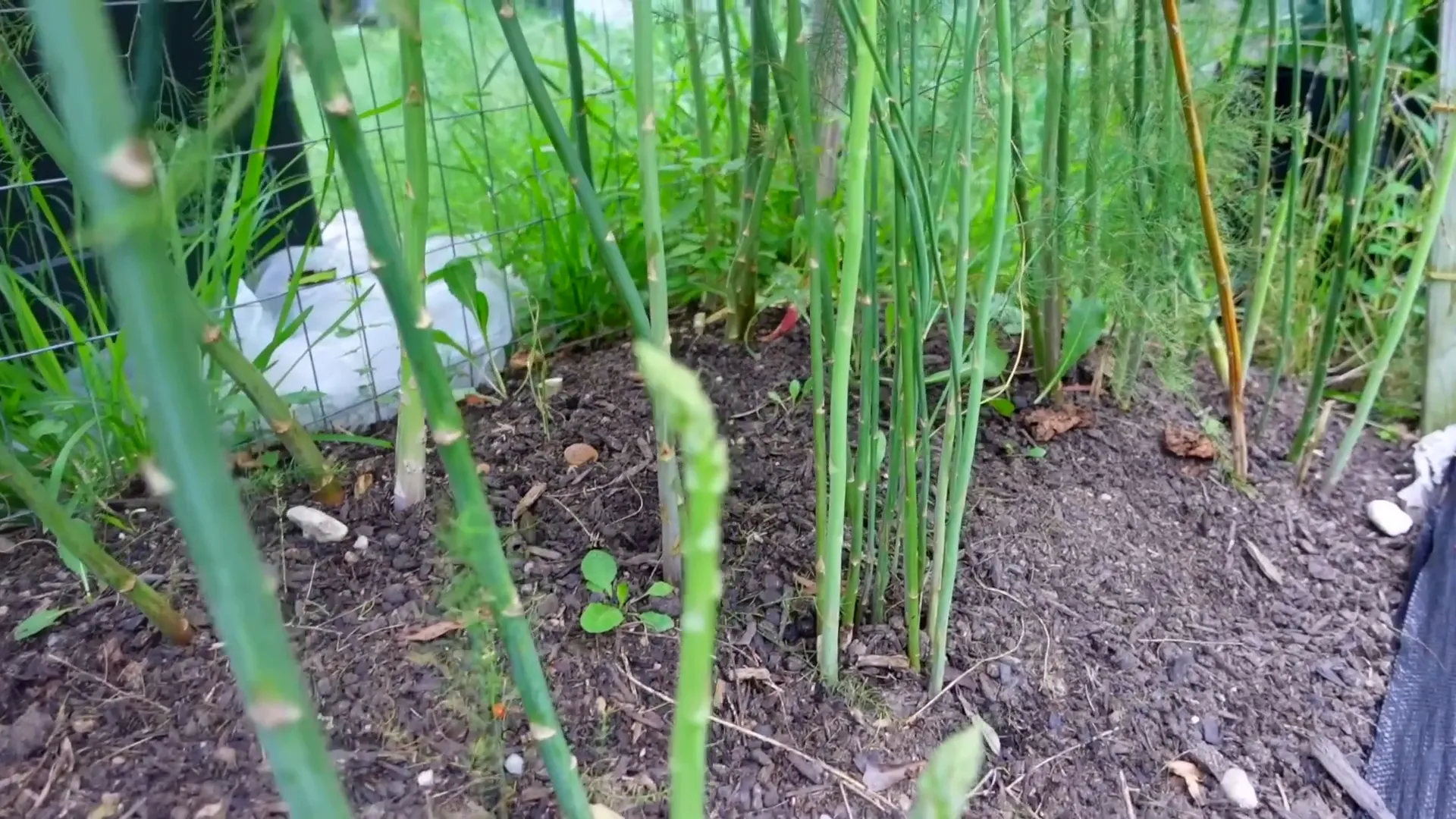 Layering cardboard and compost