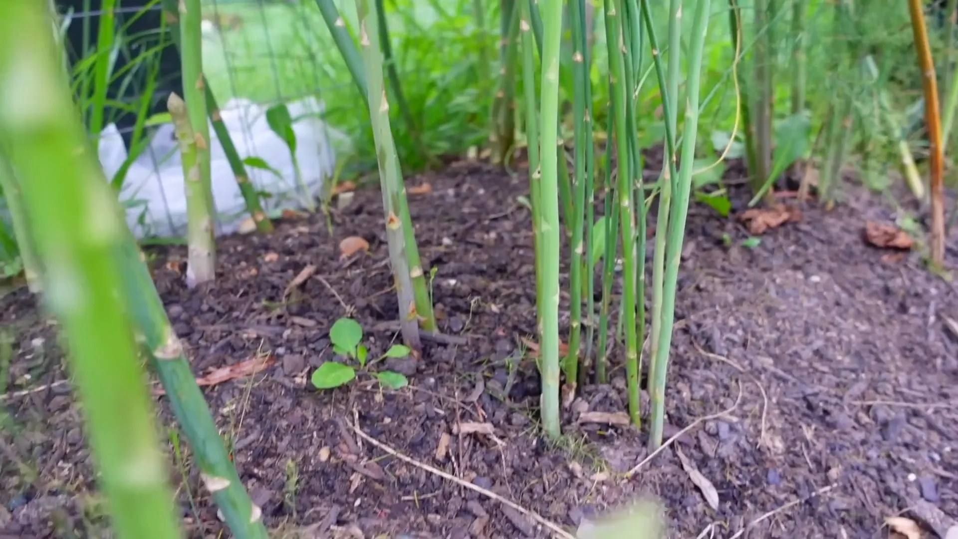 Asparagus in the garden