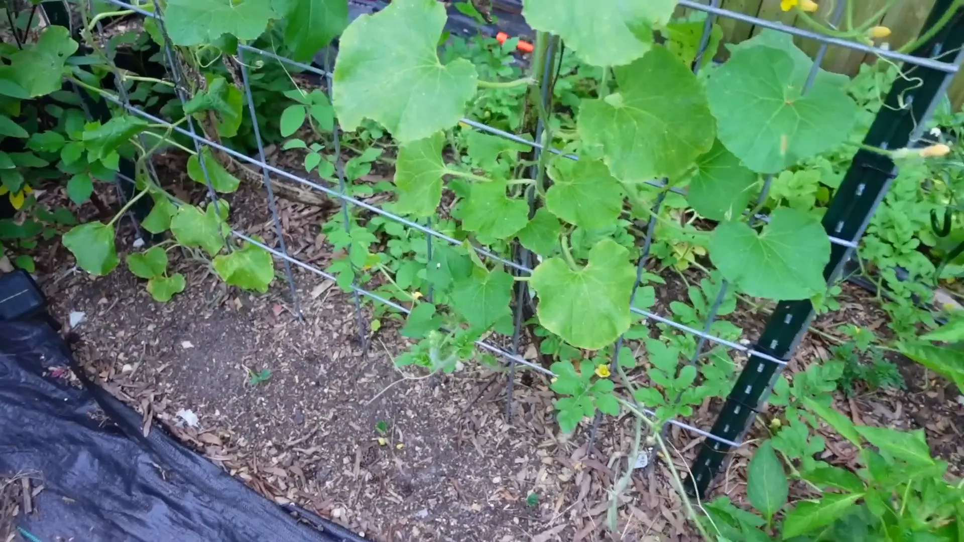No-dig gardening method