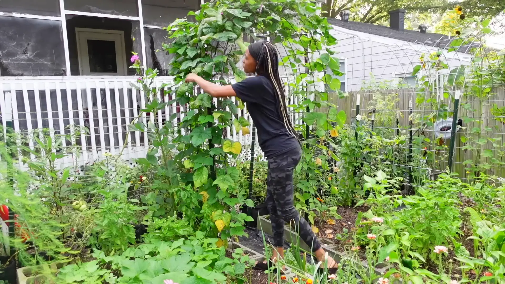 Beans climbing a trellis