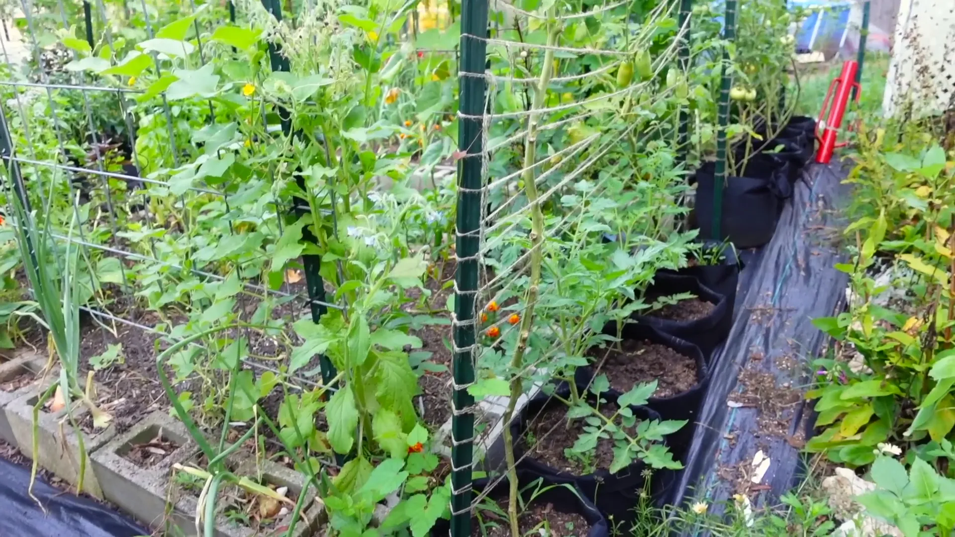 Bagged plants in the garden