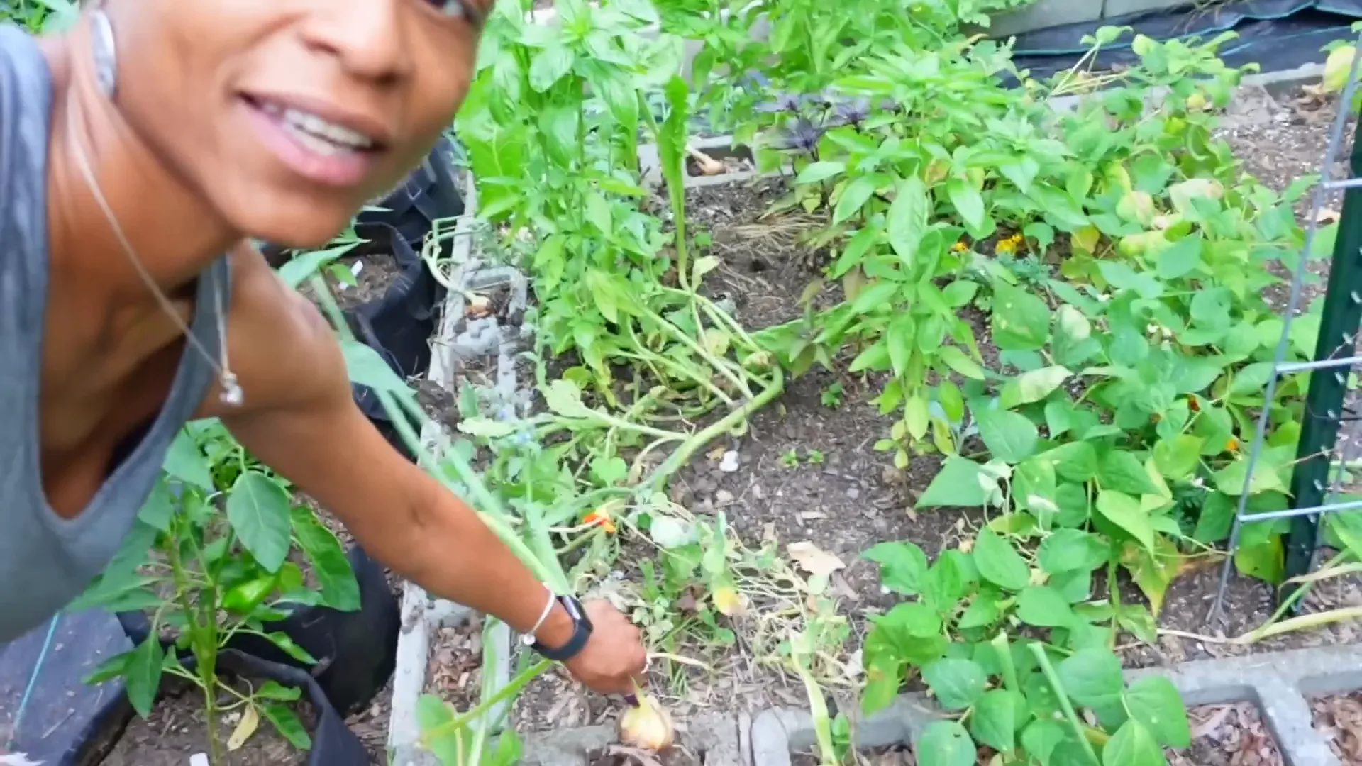 Onions growing in cinder blocks