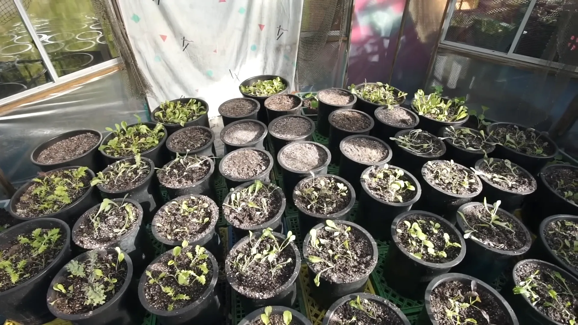One of the greenhouses on the floating island