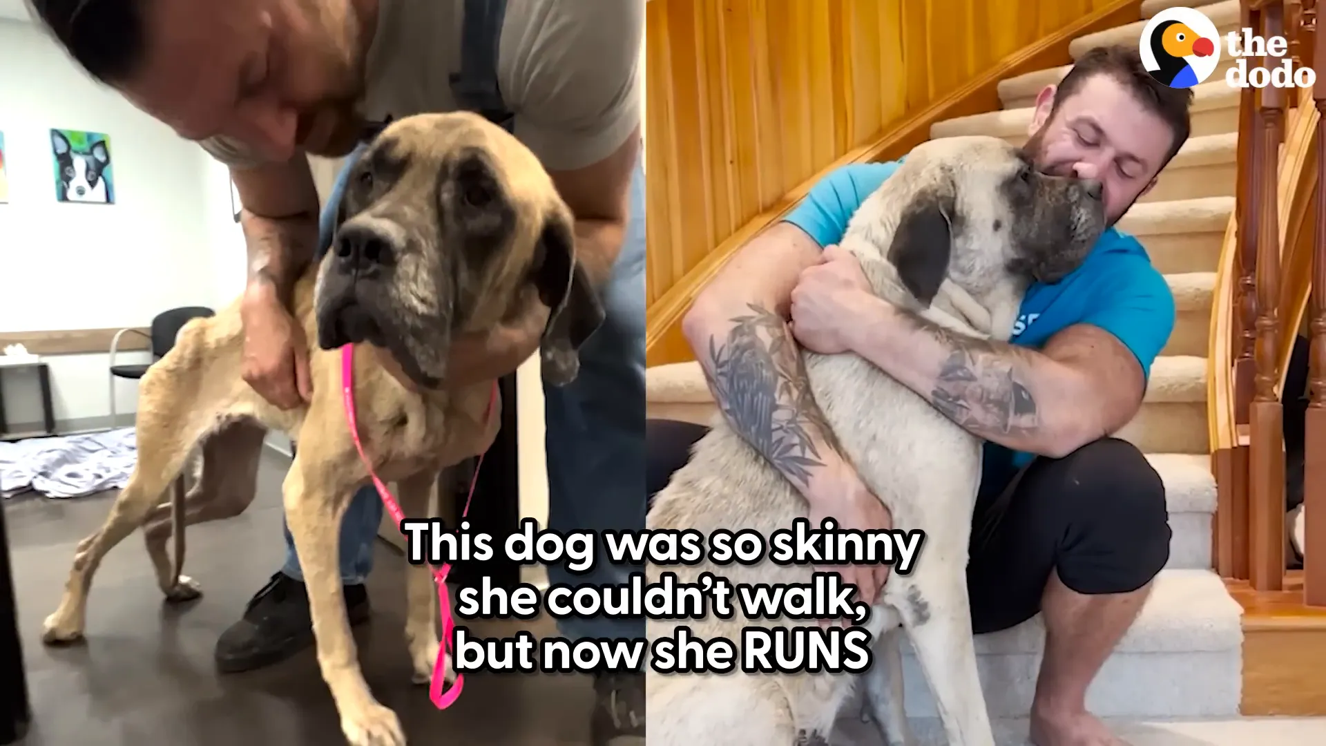 But this dog rescuer Lee came to save her.