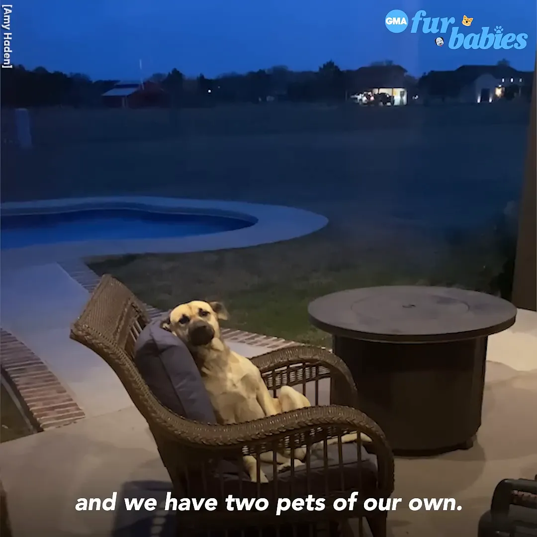 Amy's daughter points out the dog on the porch