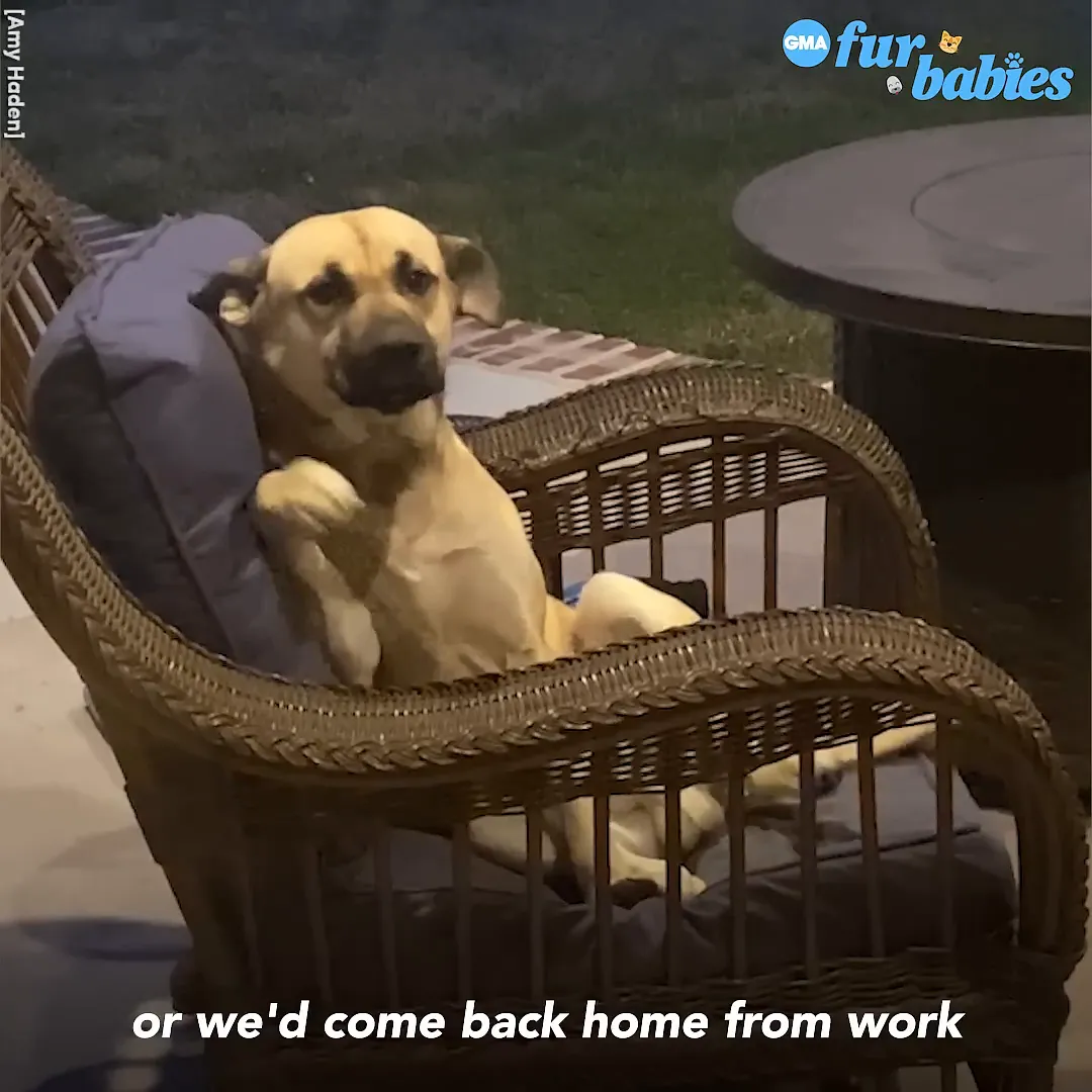 Amy and her daughter come back home to find the dog