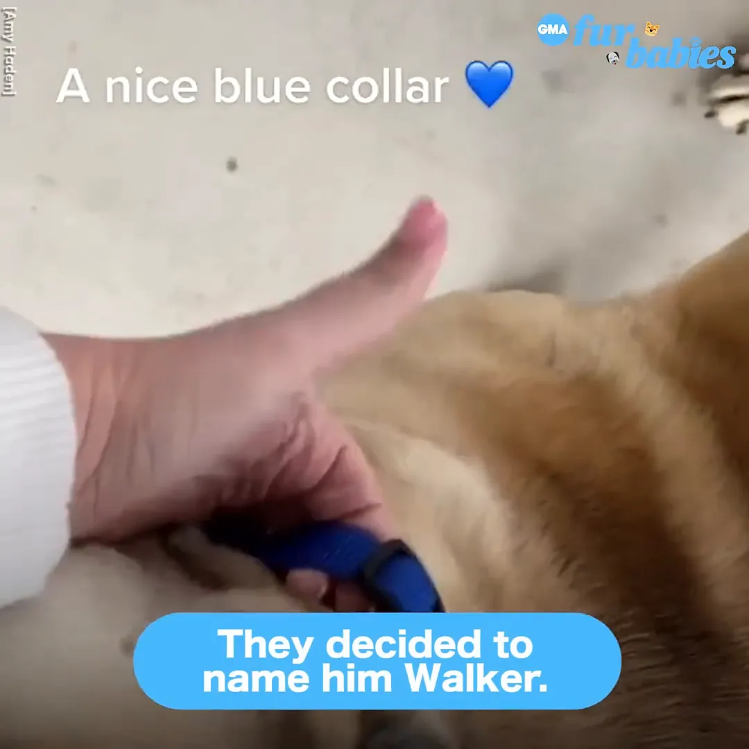 TikTok followers suggest names for the dog
