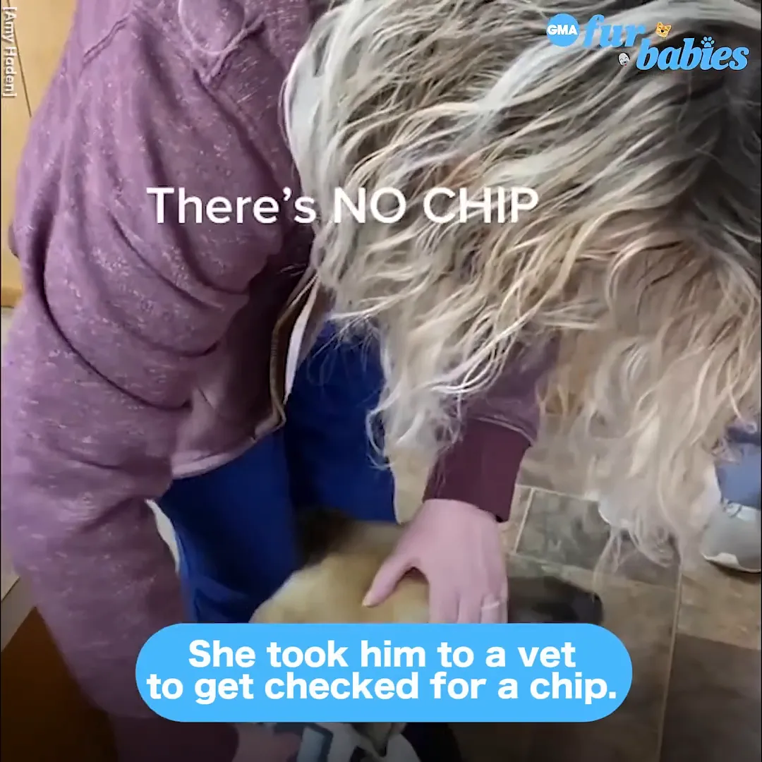Amy searching for the dog's owner online